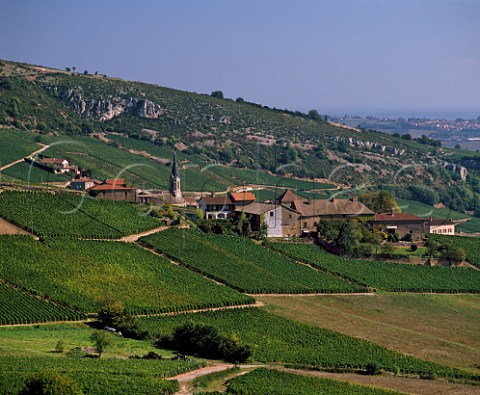 The village of Vergisson surrounded by Chardonnay   vineyards SaneetLoire France   PouillyFuiss  Mconnais
