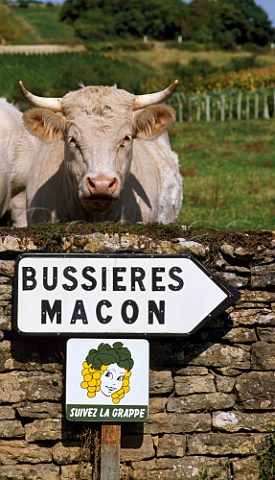 Charolais cow by road signs on the Route des Vins at Pierreclos SaneetLoire France    Mconnais