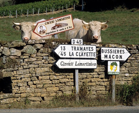 Charolais cattle by road signs at Pierreclos   SaneetLoire France    Mconnais