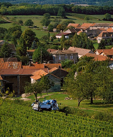 Machine harvesting of Chardonnay grapes in vineyard at Gratay SaneetLoire France Mconnais