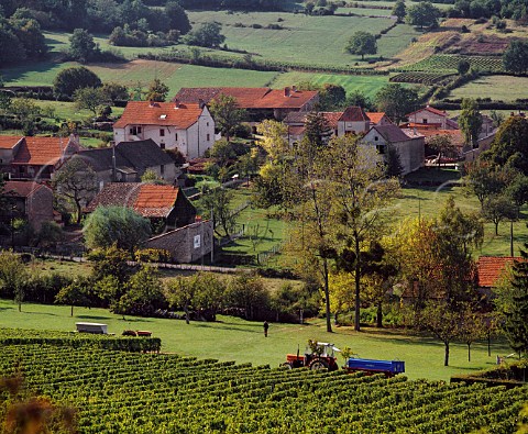 Harvesting in Chardonnay vineyard at Gratay SaneetLoire France   Mconnais