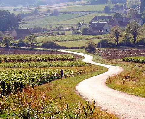 Road through vineyards near StVallerin   SaneetLoire France    Montagny  Cte Chalonnaise