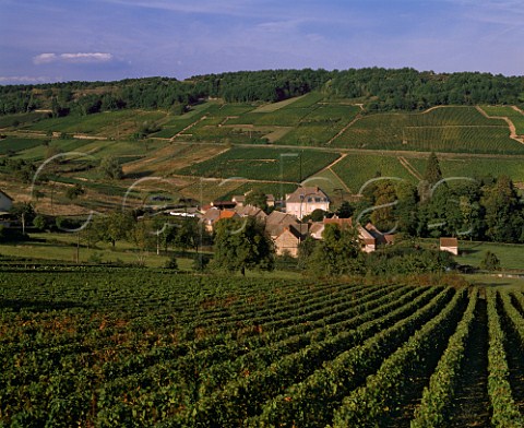 Vineyards at MontagnylsBuxy SaneetLoire France Cte Chalonnaise