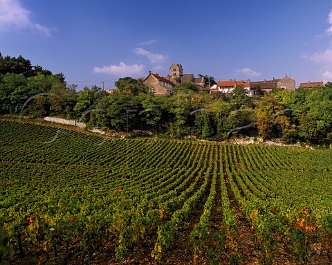 Vineyard at Mercurey SaneetLoire France Cte Chalonnaise