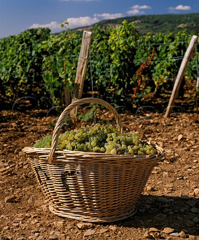 Basket of harvested Chardonnay grapes in   Le Montrachet vineyard of Domaine de la  RomaneConti ChassagneMontrachet Cte dOr  France  Cte de Beaune Grand Cru