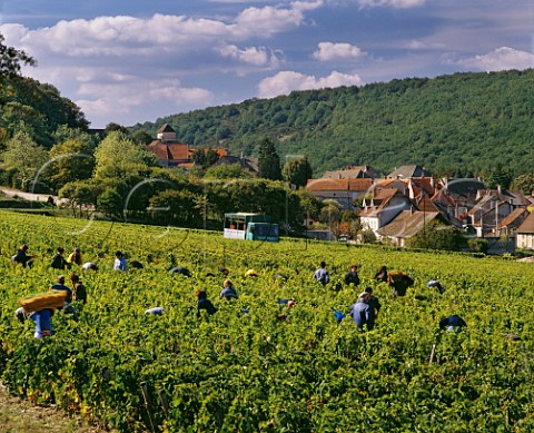 Harvesting Aligot grapes in vineyard of Bouchard Pre et Fils at Bouzeron SaneetLoire France  Bouzeron