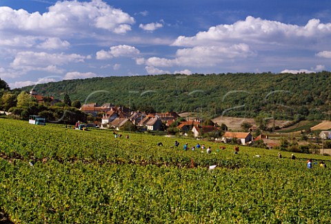 Harvesting Aligot grapes in vineyard of Bouchard Pre et Fils at Bouzeron SaneetLoire France  Bourgogne Aligot de Bouzeron