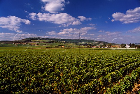View over vineyards to village of PulignyMontrachet with MontRachet and the Montrachet vineyards beyond on left Cte dOr France     Cte de Beaune
