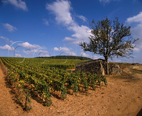 Cailleret Dessus vineyard Volnay Cte dOr  France     Cte de Beaune Premier Cru