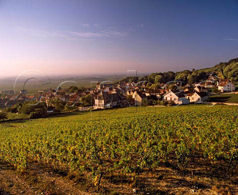 Volnay viewed over Clos des Ducs vineyard at sunrise  Cte dOr France Cte de Beaune Premier Cru
