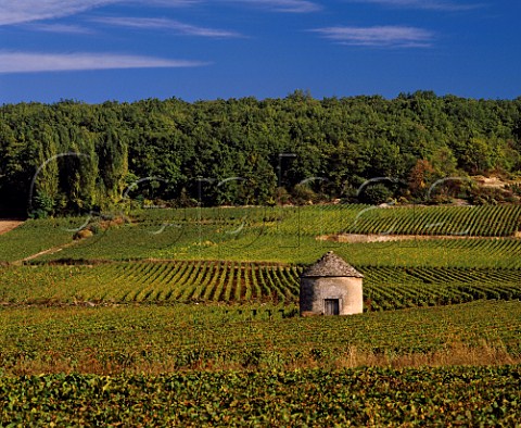 Traditional stone hut cabotte in vineyards at SavignylsBeaune Cte dOr France Cte de Beaune