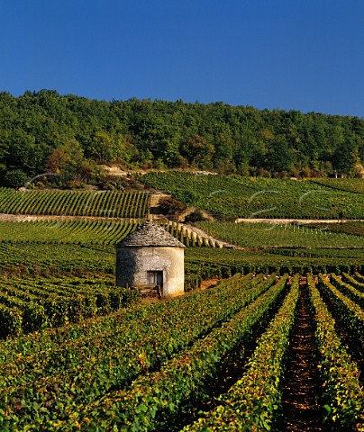 Traditional Cabotte in vineyards at SavignylesBeaune Cte dOr France Cte de Beaune