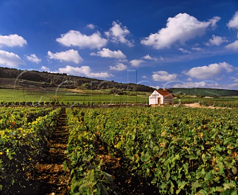 Cabotte of Pierre Damoy in ChambertinClos de Bze vineyard GevreyChambertin Cte dOr France   Cte de Nuits Grand Cru