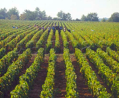Harvesting Pinot Noir grapes near Montagny  SaneetLoire France    Cte Chalonnaise