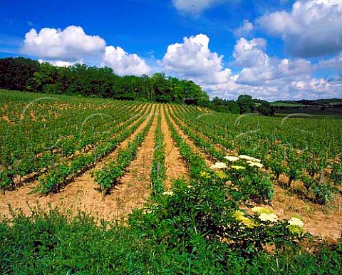 Vineyards near DampierresurLoire MaineetLoire   France    SaumurChampigny