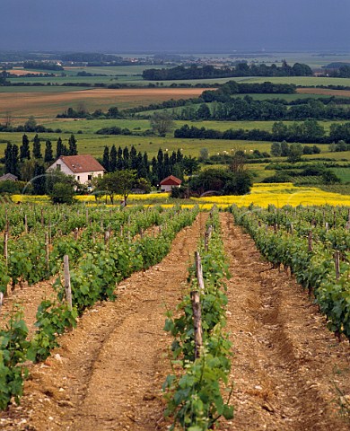 Vineyard in spring at MenetouSalon Cher France