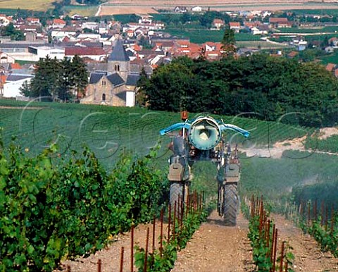 Spraying vineyard with Copper Sulphate above   Le MesnilsurOger on the Cte des Blancs   Marne France      Champagne
