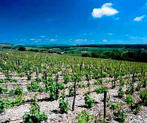 Vineyard at Voigny near BarsurAube Aube France   Champagne