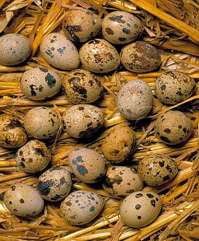 Quails Eggs