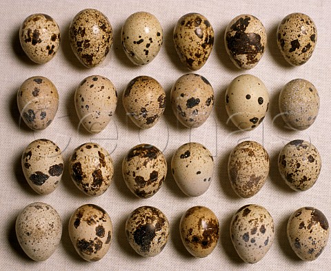 Quails Eggs