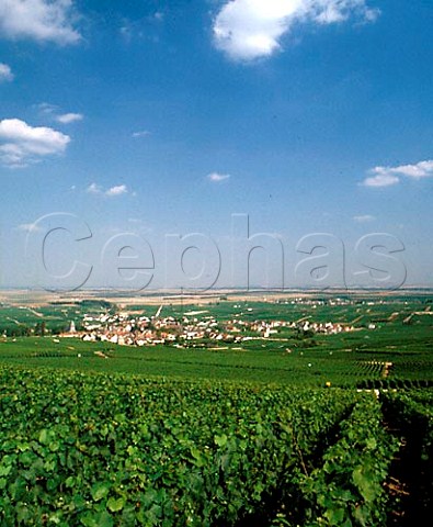 Village of Oger surrounded by its vineyards on the   Cte des Blancs Marne France    Champagne