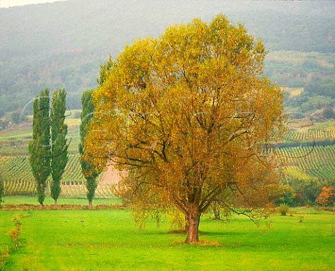 Landscape near Dieffenthal BasRhin France         Alsace