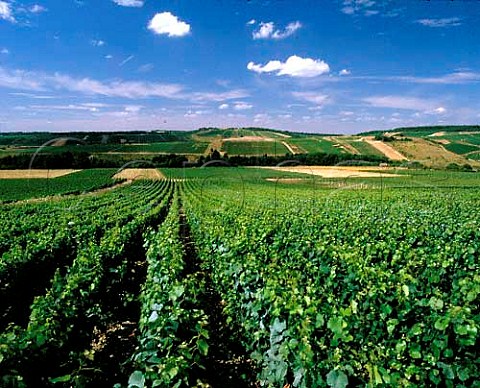 Chardonnay vineyard near Essoyes Aube France  Champagne
