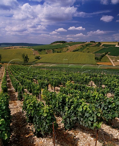 Vineyards and sunflower fields near  ChampignollezMondeville Aube France   Champagne