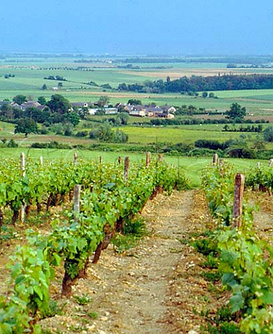 Vineyards at MenetouSalon Cher France Loire