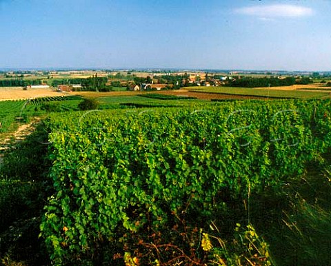 Vineyards at Montord near SaintPourainsurSioule Allier France StPourain