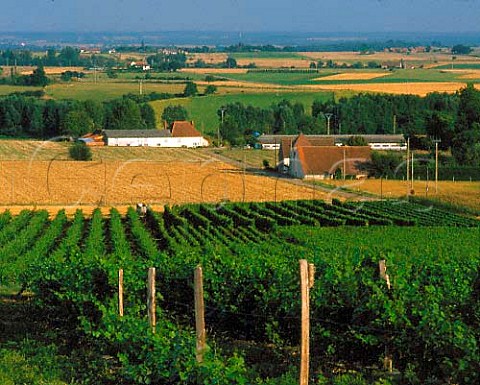 Vineyard at Montord near SaintPourainsurSioule   Allier France    StPourain