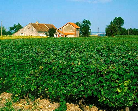 Vineyard near SaintPourainsurSioule Allier   France  StPourain