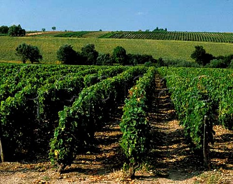 Vineyards near StPourainsurSioule Allier France VDQS SaintPourain