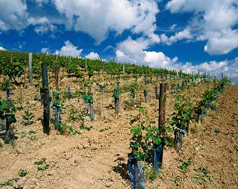 Young Chenin Blanc vines in the Coule de Serrant vineyard Savennires MaineetLoire France
