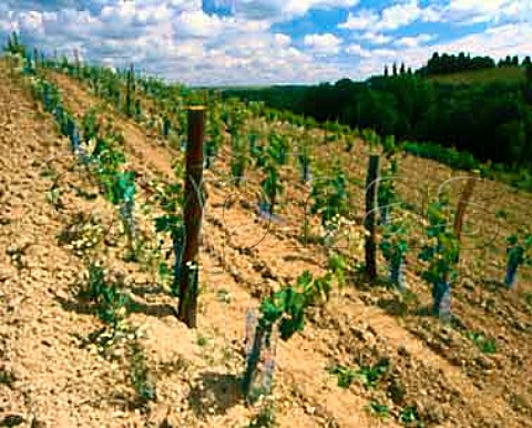 Young Chenin Blanc vines in the Coule de Serrant   vineyard of Chteau de la Roche aux Moines   Savennires MaineetLoire France
