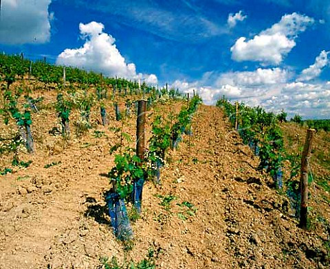 Young Chenin Blanc vines in the   CouledeSerrant vineyard   Savennires MaineetLoire France