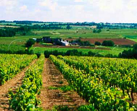 Vineyards in the Layon valley at Chaume   MaineetLoire France  AC Quarts de Chaume