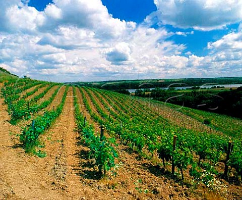 Coule de Serrant vineyard above the River Loire   Savennires MaineetLoire France