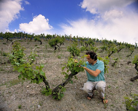 Nicolas Joly examining Chenin Blanc vines in his  Coule de Serrant vineyard where he follows  biodynamic principles of viticulture  Chteau de la Roche aux Moines Savennires  MaineetLoire France