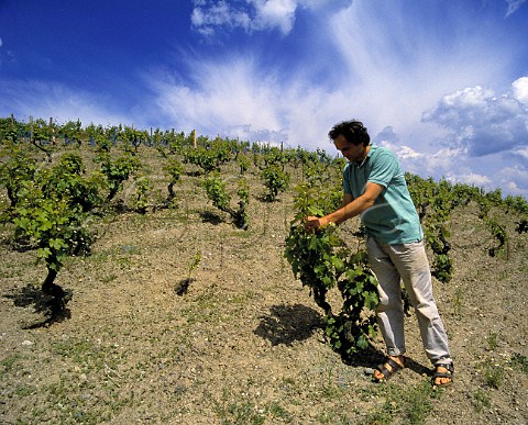 Nicolas Joly examining Chenin Blanc vines in his  Coule de Serrant vineyard  biodynamic principles of  viticulture are practised here   Savennires MaineetLoire France
