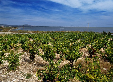 Vineyard by the Etang du Vic near Frontignan Hrault France