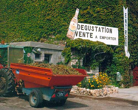 Harvested Muscat grapes arriving at the cooperative   in Frontignan Hrault France    Muscat de Frontignan
