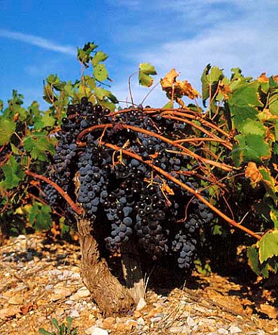 Carignan vine heavily laden with grapes   Arboras Hrault France