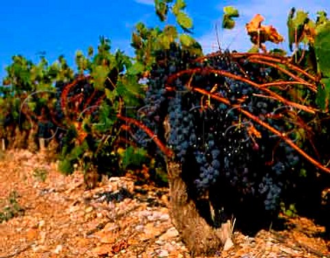 Carignan vines at Arboras Hrault France