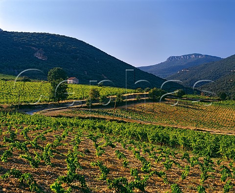Vineyards near StSaturnin Hrault France   Coteaux du Languedoc