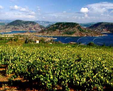 Vineyards overlooking Lake Salagou near Clermont   lHerault
