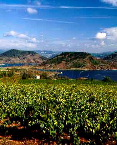 Vineyards overlooking Lake Salagou near Clermont   lHerault