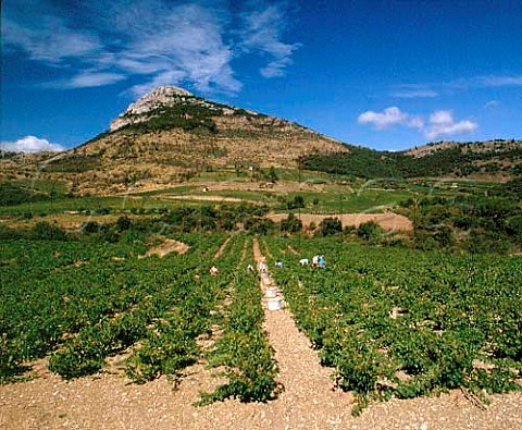 Harvest time in vineyards below the Pic de Vissou   480m Cabrires Hrault France   Coteaux du Languedoc