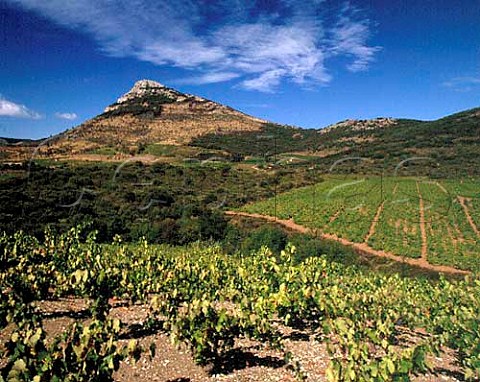 Vineyards below the Pic de Vissou 480m   near Cabrires Hrault France  Coteaux du Languedoc