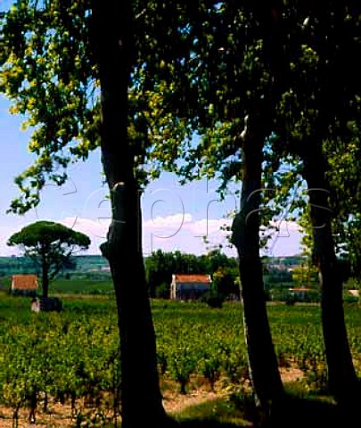 An avenue of plane trees lines the road through the   vineyards at Neffies Hrault France